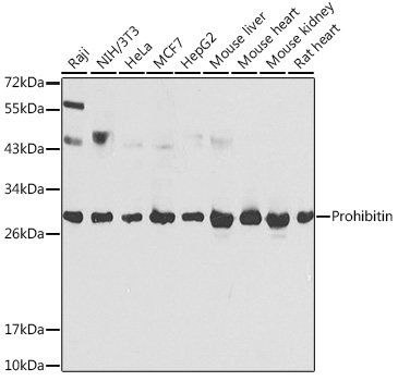 PHB Antibody