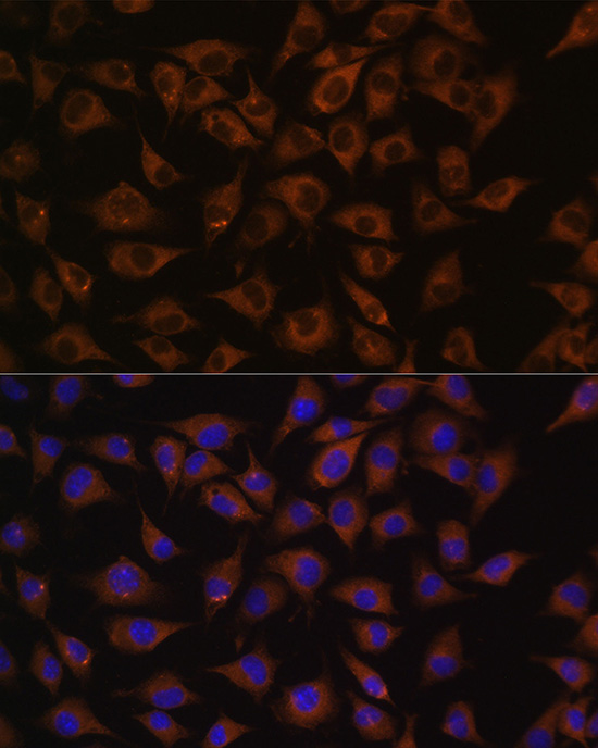 PHB Antibody