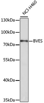 BVES Antibody