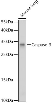 CASP3 Antibody