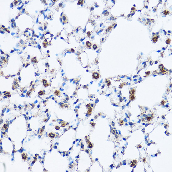 CASP3 Antibody