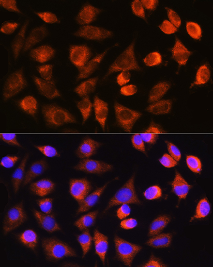 CASP3 Antibody