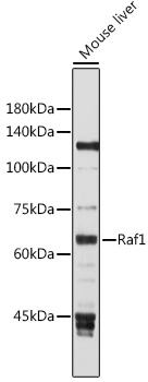 RAF1 Antibody