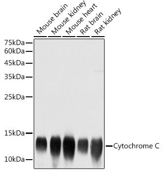 CYCS Antibody