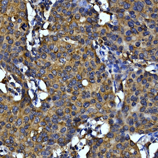 CYCS Antibody