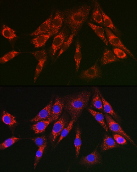 CYCS Antibody