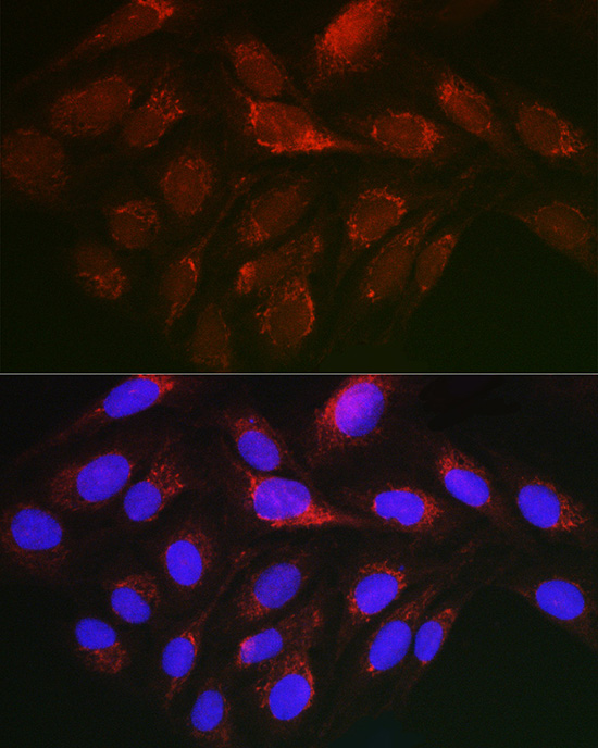 CYCS Antibody