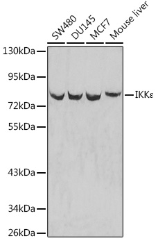 IKBKE Antibody