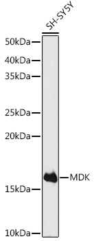 MDK Antibody