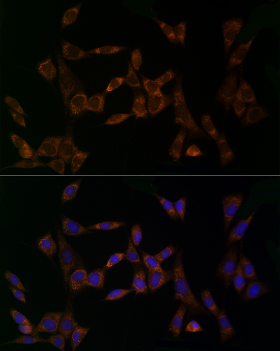 MDK Antibody