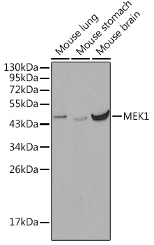 MAP2K1 Antibody