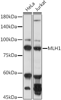 MLH1 Antibody