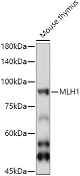 MLH1 Antibody