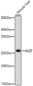 NGF Antibody