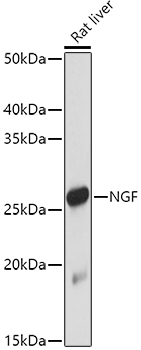 NGF Antibody - SAB | Signalway Antibody