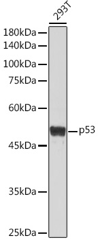 TP53 Antibody