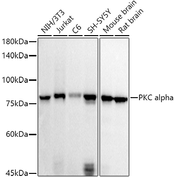 PRKCA Antibody