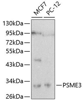 PSME3 Antibody