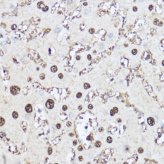 SOD1 Antibody