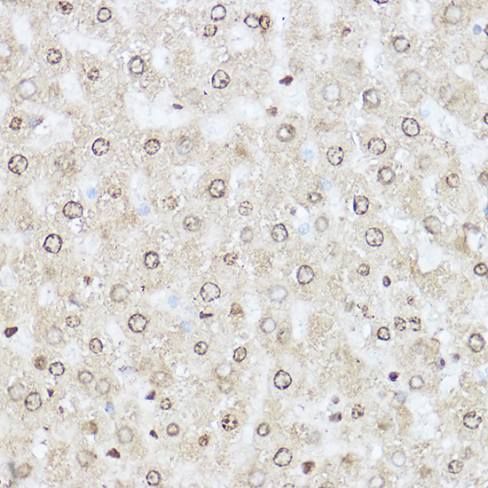 SOD1 Antibody