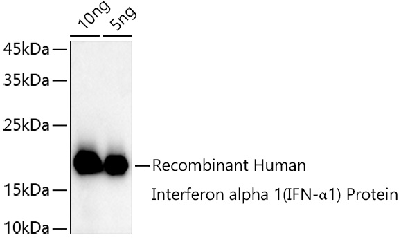 IFNA1 Antibody