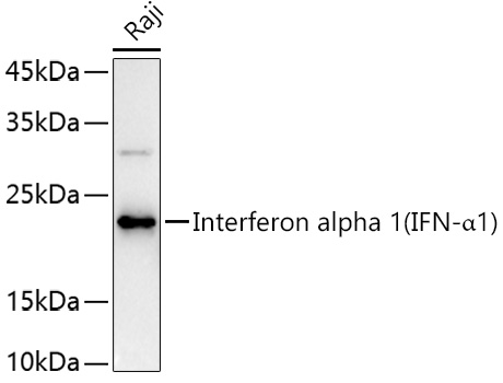 IFNA1 Antibody