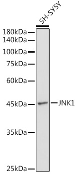 MAPK8 Antibody