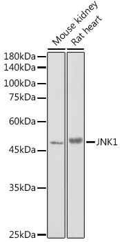 MAPK8 Antibody