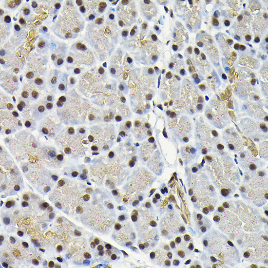 MAPK8 Antibody