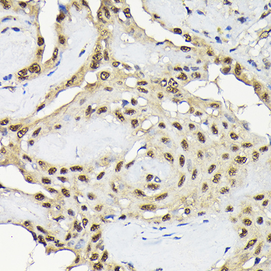 MAPK8 Antibody