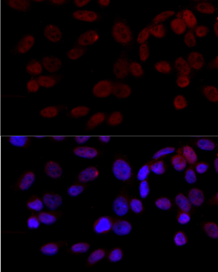 MAPK8 Antibody