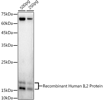 IL2 Antibody