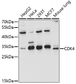 CDK4 Antibody