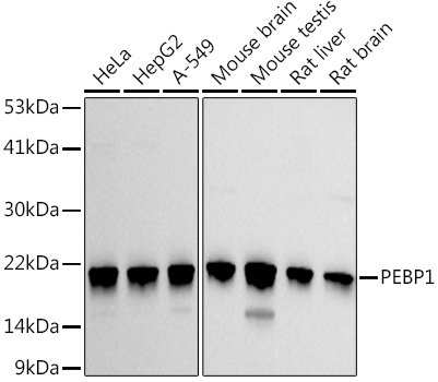 PEBP1 Antibody