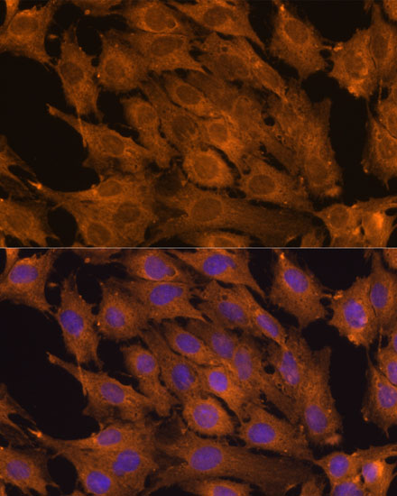 PEBP1 Antibody