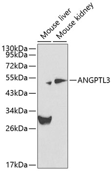 ANGPTL3 Antibody