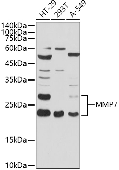 MMP7 Antibody