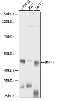 BMP7 Antibody