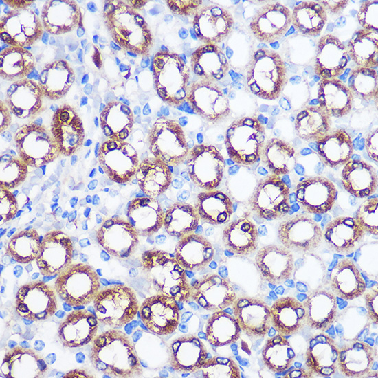 BMP7 Antibody