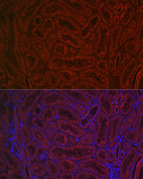 BMP7 Antibody