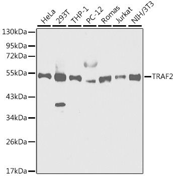 TRAF2 Antibody