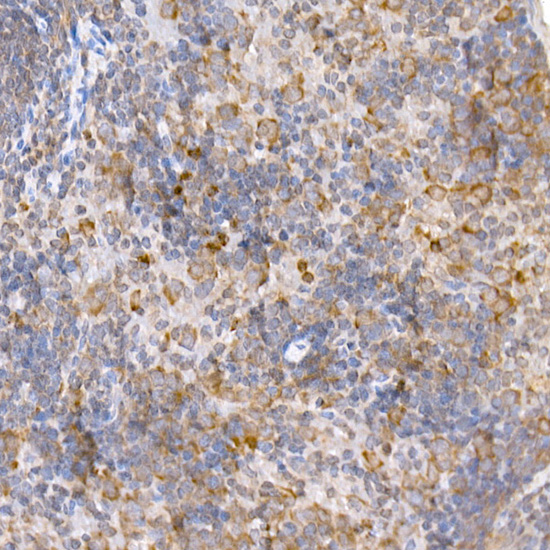 TRAF2 Antibody