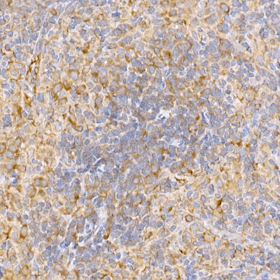 TRAF2 Antibody