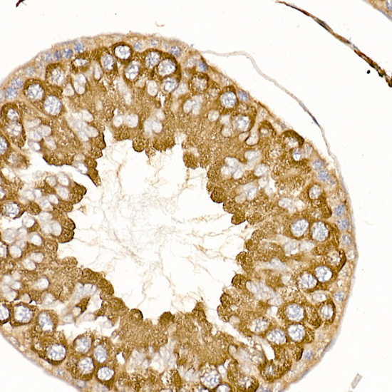 TRAF2 Antibody