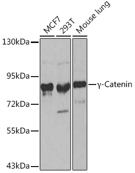 JUP Antibody