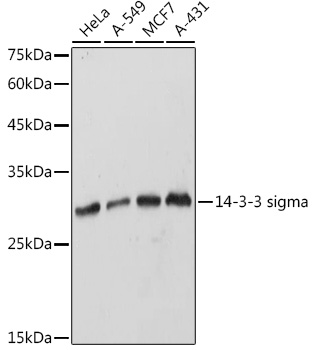 SFN Antibody