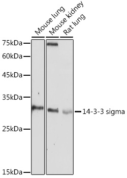 SFN Antibody