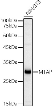 MTAP Antibody