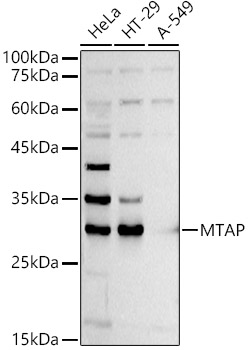 MTAP Antibody