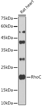 RHOC Antibody